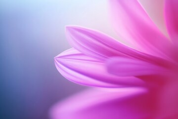 Fototapeta premium Close-up view of delicate pink flower petals illuminated by soft light in a serene atmosphere
