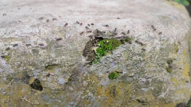 The black ant colony is busy