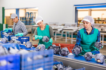 Diligent positive women sorting red cabbage to crates and checking quality at on vegetable factory