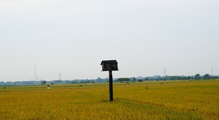 owl houses that farmers deliberately make to attract owls and protect their rice fields from rat...