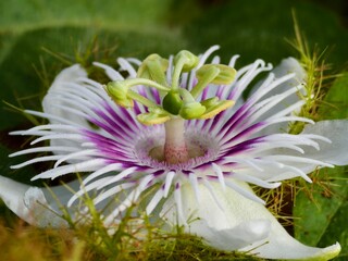 Passiflora foetida flower in the morning