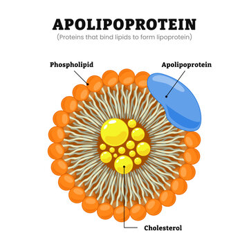 Apolipoprotein, proteins found in plasma lipoproteins, labeled phospholipid, cholesterol, protein that bind lipids to form lipoproteins. LDL and Atherosclerosis