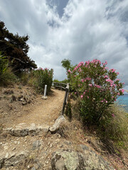 seascape, Italy, Calabria, road to the sea among blooming oleanders
