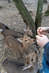 feeding the wild deer in Nara, Japan 