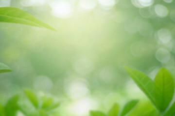 Naklejka premium defocused bokeh and blur background of garden trees.