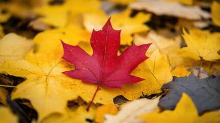 Fototapeta premium Red Maple Leaf on Yellow and Gray Fallen Leaves