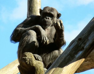 chimp