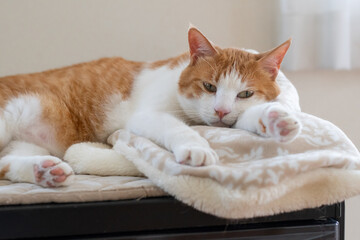 お気に入りの場所でくつろぐ可愛い猫　茶トラ白