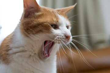 あくびをしてユニークな表情の猫　茶トラ白