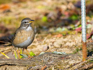 地面を歩くマミチャジナイ