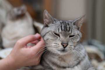 可愛い猫を撫でる飼い主　サバトラ猫	