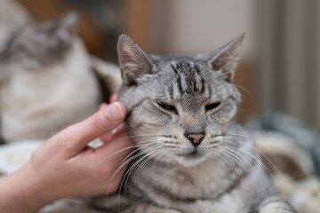 可愛い猫を撫でる飼い主　サバトラ猫	