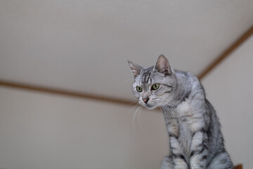 座って見つめる可愛い猫　サバトラ猫