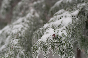 枝や木についた霧氷の冬の光景