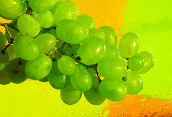 Green grapes. Bunch of green grapes with drops of water on colorful, illuminating bright and wet background. Fruit background. Berries background. Light green aesthetic. Drops surface. Fruits layout. 