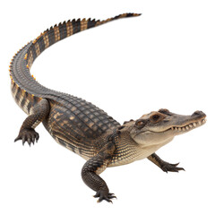 Fototapeta premium Chinese Alligator AI Generated Image