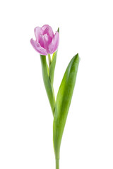 Beautiful purple tulip flower on white background