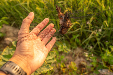 Someone hand trying to removing dead bird from tangled bird trap. A bird flies into the net and falls to a fold at the bottom of the net where it usually gets entangled.