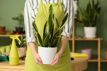 Pretty young woman in apron transplanting sansevieria plant at home, closeup