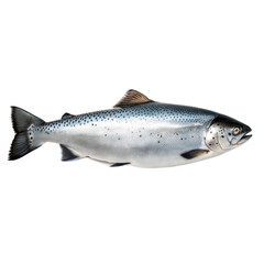 Obraz premium Chinook Salmon AI Generated Image