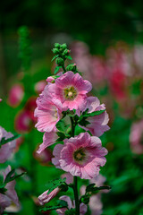 Fototapeta premium Hollyhock flower lovely tender with nice bokeh or blur background