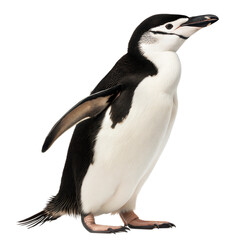 Obraz premium Chinstrap Penguin AI Generated Image