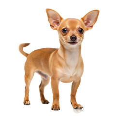 Fototapeta premium Chiweenie AI Generated Image