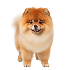 Obraz premium Chow Pom AI Generated Image