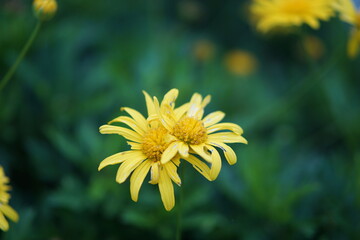 Cameron Highland, Pahang, Malaysia -October 8, 2021-
A close-up view of the intricate beauty of Euryops pectinatus, showcasing the vibrant hues of nature.