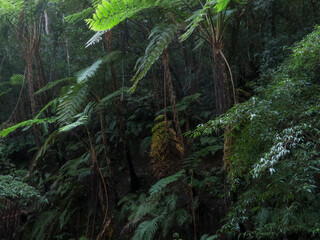 奄美大島。世界自然遺産の森。奄美大島の自然
