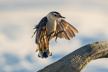 Nuthatch in flight and landing