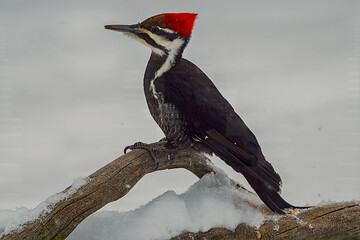 Pileated Woodpecker in Winter