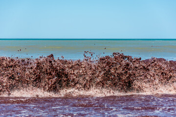 Sea wave full of algae breaks on the shore of the beach