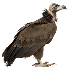 Obraz premium Cinereous Vulture AI Generated Image