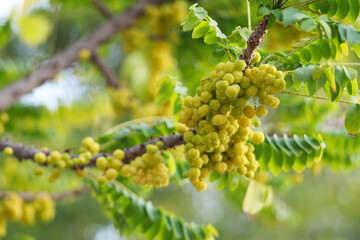 Star Gooseberry Fruit Tree Garden.