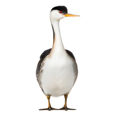 Obraz premium Clark-s-Grebe AI Generated Image