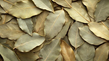 A collection of many overlapping dried bay leaves close up