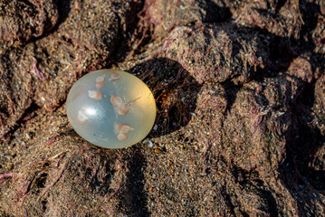 Black snail embryos in their ovicapsule