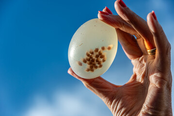 A woman's hand holding an ovicapsule with embryos of the black snail Pachycymbiola brasiliana, found on the sand, among red algae, after a summer storm. It was immediately returned to the sea.