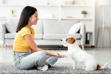 Joyful young asian woman in casual sitting on floor in living room, training her smart fluffy puppy...