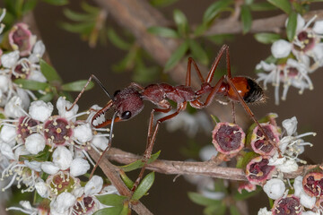 Black-scaped Bull Ant (Myrmecia nigriscapa) - Feeding on Flowers