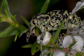 Botany Bay Diamond Weevil (Chrysolopus spectabilis) - Close-Up Macro
