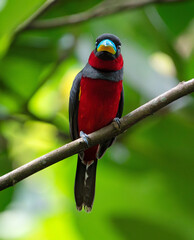 Black-and-red Broadbill