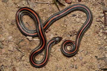 Obraz premium Striped Kukri Snake coiled up nicely