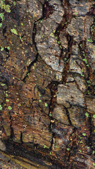 Moss growing on tree bark in the forest
