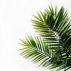 Obraz premium Tropical Palm Leaves Against White Background