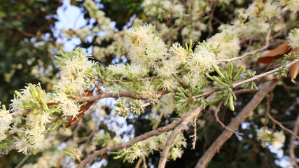 Bouquet of Ankota flowers on a branch. Group of Ankota (Alangium salviifolium (L.f.) Wangerin) flowers with green buds and white blooms on the stem on a green tree background with focus.