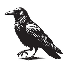 Obraz premium Crow Bird Silhouette Vector Illustration, Solid White Background.