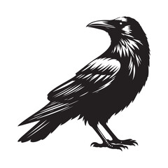 Crow Bird Silhouette Vector Illustration, Solid White Background.