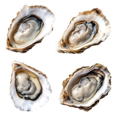 Fresh Raw Oysters on Shell Isolated on White Background